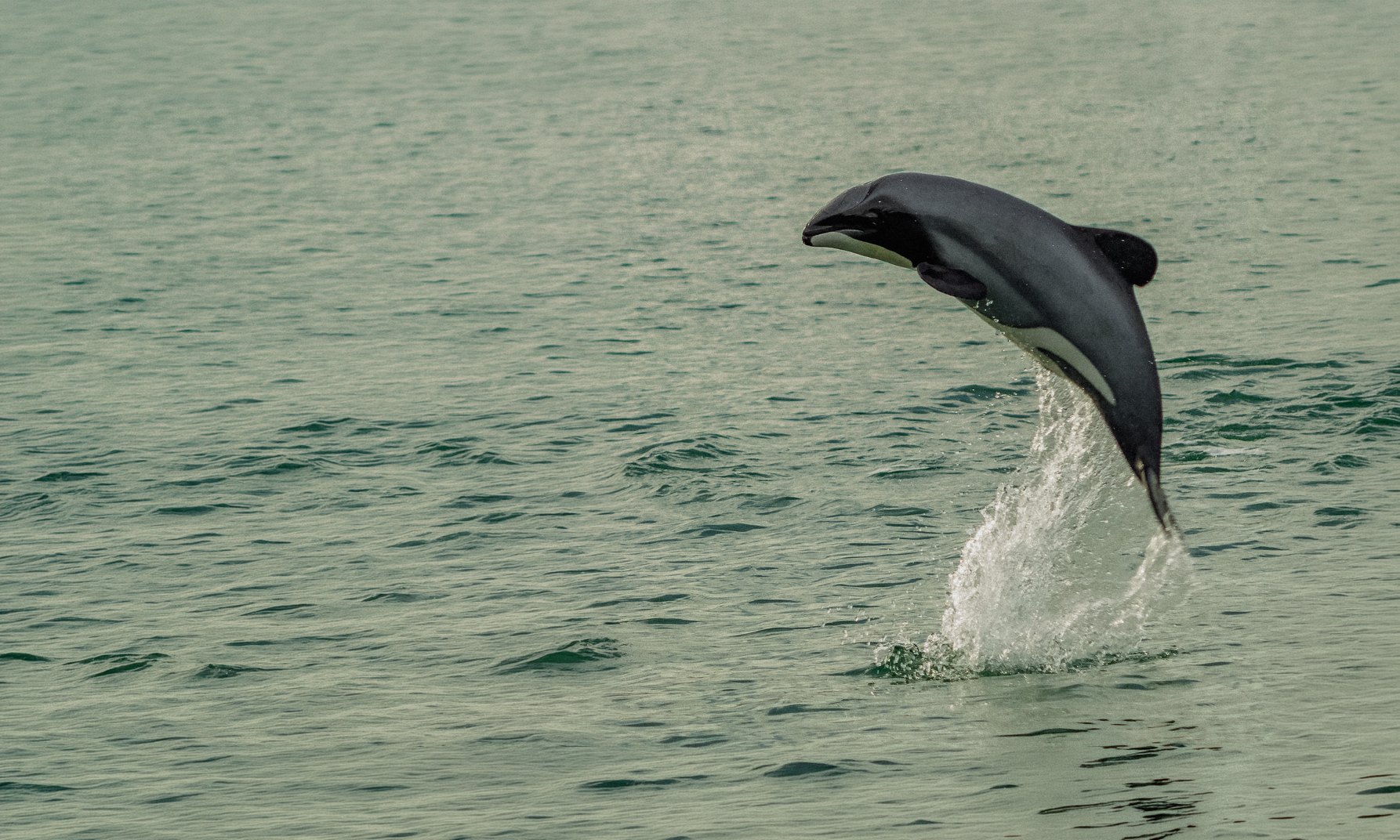 Hector's dolphin off the New Zealand coast