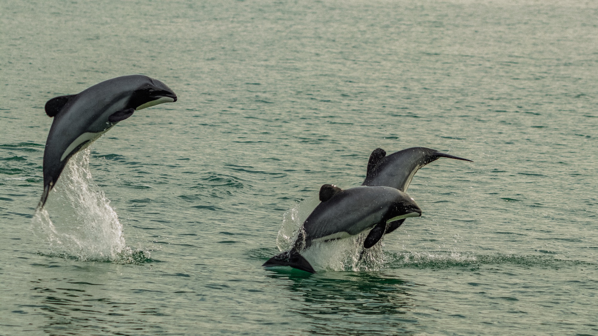 Hector's dolphins leaping off the Aotearoa coast